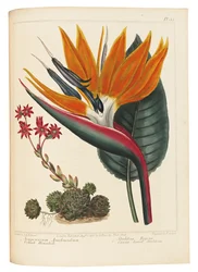 Cobweb Houseleek és Canna Leaved Strelitzia, 1806