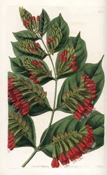 Combretum Variete, Red Flower Graphips – S.Watts gravírozása, Sarah Anne Drake (1803-1857) illusztrációja alapján, a Sydenham Edwards (1768-1819) botanikai nyilvántartásából, Angliából
