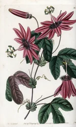 Crimson Passion – S.Watts által gravírozott tábla Sarah Anne Drake (1803-1857) illusztrációjáról, Sydenham Edwards (1768-1819) botanikai nyilvántartásából, Angliából