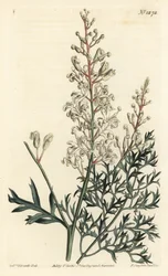 Crinkle bokor vagy tansy - Crinkle bokor vagy petrezselyem páfrány (kénfűlevelű lomatia), Lomatia silaifolia. F. Sansom Jr. kézi színű rézmetszete Sydenham Edwards illusztrációja után a William Curtis Botanical Magazine-ból, T. Curtis, London