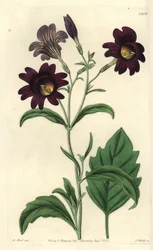 Curvy Salpiglossis – Festett nyelv, Salpiglossis sinuata (Sötétlila salpiglossis, Salpiglossis atropurpurea). S. Watts kézi színű rézmetszet M. Hart illusztrációja után a Sydenham Edwards Botanical Register-ből, Ridgeway, London