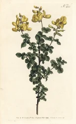 Cytisophyllum sessilifolium (Common cytisus, Cytisus sessilifolius). Sansom kézzel színezett rézmetszet Sydenham Edwards illusztrációja nyomán William Curtis Botanical Magazine Londonból