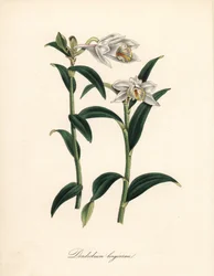 Dendrobium variete - Hosszú szarvú dendrobium orchidea, Dendrobium longicornu. Sydenham Edwards „” Botanical Register-éből másolva.” C. Chabot kézzel színezett cinkográfoja, amelyet Miss M. A. Burnett rajzolt a „” Plantae Utiliores: or Illustrations of Use