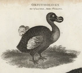Dodo, Raphus cucullatus, kihalt röpképtelen madár. T. Milton rézmetszete Sydenham Edwards illusztrációja nyomán Abraham Rees Cyclopaediájából vagy Universal Dictionary-ból, London