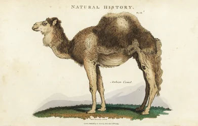 Dromedár - arab, dromedár vagy egypúpú teve, Camelus dromedarius. Kézi színű rézmetszet Sydenham Edwards nyomán, John Mason Good Pantologia, a New Encyclopedia című művéből, G. Kearsley, London