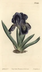 Törpe írisz - Iris x binata (liláskék törpe zászló, Iris pumila var. violacea). F. Sansom Jr. kézi színű rézmetszete Sydenham Edwards illusztrációja után a William Curtis Botanical Magazine-ból, T. Curtis, London