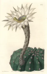 Echinocactus eyriesii, virágzó kaktusz, Mexikóban őshonos – Erős víz, S. Watts Sarah Anne Drake (1803-1857) illusztrációjából, a Botanical Registerből