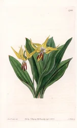 Az Erythrone-nak nagy virágai vannak, Észak-Amerikában őshonos – S.Watts által gravírozott tábla Sarah Anne Drake (1803-1857) illusztrációjáról, a Sydenham Edwards (1768-1819) botanikai nyilvántartásából, Angliából