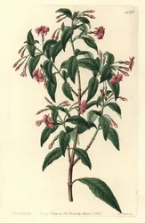 Fuschia variete - Rúdágú fukszia, Fuchsia bacillaris. Természetes hibrid a Fuchsia microphylla subsp. microphylla és Fuchsia thymifolia subsp. thymifolia. S. Watts kézzel színezett rézmetszet Sarah Drake Sydből való illusztrációja után