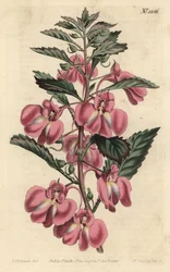 Kerti balzsam - Kerti balzsam, Impatiens balsamina (mirigylevelű balzsam, Impatiens coccinea). F. Sansom Jr. kézi színű rézmetszete Sydenham Edwards illusztrációja után a William Curtis Botanical Magazine-ból, T. Curtis, London
