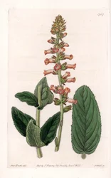 Genera Variete – S. Watts által gravírozott tábla Sarah Anne Drake (1803-1857) illusztrációjáról, a Sydenham Edwards (1768-1819) botanikai nyilvántartásából, Angliából