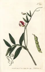 Gesse climene - spanyol bükköny, Lathyrus clymenum (csuklós-hüvelyes lathyrus, Lathyrus articulatus). Sansom kézzel színezett rézmetszet Sydenham Edwards illusztrációja nyomán William Curtis Botanical Magazine Londonból