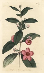 Egres - mirtusz rózsaszín, Rhodomyrtus tomentosa (gyapjaslevelű mirtusz, Myrtus tomentosa). Sansom kézzel színezett rézmetszet Sydenham Edwards illusztrációja nyomán William Curtis Botanical Magazine-ból, London