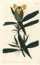 Grassgrass tac tac - Komlóvirágú barleria, Barleria lupulina. S. Watts kézi színű rézmetszet Sarah Drake illusztrációja után a Sydenham Edwards Botanical Register-ből, Ridgeway, London