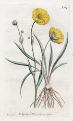 Grassleaf Buttercup – Sydenham Edwards litográfiája (1768-1819), a William Curtis Botanical Magazine-tól (1746-1799)