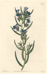 Gremil egy rozmaringlevél, Szicíliában őshonos – S. Watts Water forte Sarah Anne Drake (1803-1857) illusztrációjából, a Botanical Registerből