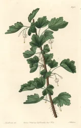 Groseillier, Észak-Amerikában őshonos - S. Watts vízerős, Sarah Anne Drake (1803-1857) illusztrációjáról, a Botanical Registerből.
