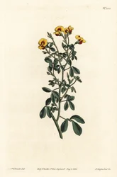 Szőrös goodia, Goodia lotifolia var. pubescens (Goodia pubescens). F. Sansom Jr. kézi színű rézmetszete Sydenham Edwards illusztrációja után a William Curtis Botanical Magazine-ból, T. Curtis, London