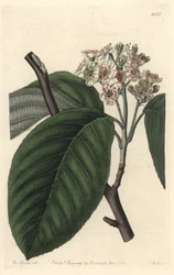 Himalájai hegyi kőris – S. Watts Erős víz Sarah Anne Drake (1803-1857) illusztrációjából, a botanikai nyilvántartásból