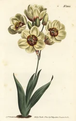 Ixia abbreviata (Krémszínű foltos ixia, Ixia maculata v. ochroleuca). F. Sansom Jr. kézi színű rézmetszete Sydenham Edwards illusztrációja után a William Curtis Botanical Magazine-ból, T. Curtis, London
