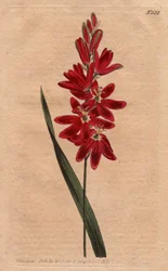 Ixia bíbor vagy állott virág, sötét ecarlate színű. Bíbor ixia vagy terjedő virágú ixia mély bíbor virágokkal. Ixia patens. Kézi színű rézmetszet Sydenham Edwards botanikai illusztrációjából William Curtis „” Botanical Magazijából