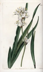 Libertia, Chilében honos – S.Watts metszet, Sarah Anne Drake (1803-1857) illusztrációjából, a Sydenham Edwards (1768-1819) botanikai nyilvántartásából, Angliából
