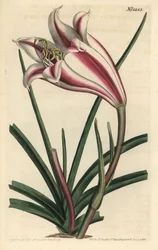 Lily Variete - Cape parti liliom, Crinum ornatum (Amaryllis ornata). F. Sansom Jr. kézi színű rézmetszete Sydenham Edwards illusztrációja után a William Curtis Botanical Magazine-ból, T. Curtis, London