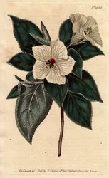 Melhania Saint Helena fehér virágokkal.St. Helena Piros fa fehér virágokkal. Melhania erythroxylon. Kézi színű rézmetszet Sydenham Edwards botanikai illusztrációjáról, William Curtis „” Botanical Magazine”-ból, 1790-1800.