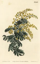 Mimóza - Pehelyhal, Acacia pubescens, sebezhető (Szőrös szárú mimóza, Mimosa pubescens). F. Sansom Jr. kézi színű rézmetszete Sydenham Edwards illusztrációja után a William Curtis Botanical Magazine-ból, T. Curtis, London