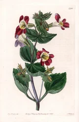 Mimule variete, majomvirágnak vagy pézsmavirágnak hívják – S.Watts gravírozott táblája Sarah Anne Drake (1803-1857) illusztrációjáról, a Sydenham Edwards (1768-1819) botanikai nyilvántartásából, Angliából