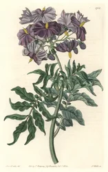 Morelle (Solanum), Chilében született – Erős víz S. Wattstól Sarah Anne Drake (1803-1857) illusztrációjából, a botanikai nyilvántartásból