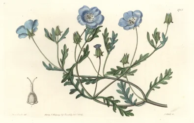 Namophile maculee, eredetileg Kaliforniából – S. Watts Water forte Sarah Anne Drake (1803-1857) illusztrációjából, a Botanical Registerből