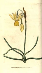 Narcissus - Reflexes nárcisz, Narcissus triandrus. Kézzel színezett rézmetszet James Sowerby botanikai illusztrációja nyomán William Curtis The Botanical Magazine-jából, Lambeth Marsh, London