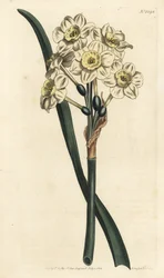 Nárcisz egy csokor - Csokorvirágú nárcisz, Narcissus tazetta (sápadt csésze fehér kerti nárcisz; Narcissus orientalis) - F. Sansom Jr. kézi színű rézmetszete Sydenham Edwards illusztrációja után William Curtis Botanical Magazjából