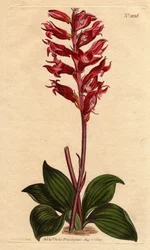 Neottie orchidea fagyvirággal, rózsaszín és karmazsin színű, Jamaicában őshonos. Fagyos virágú neottia, bíbor és rózsaszín virágokkal, Jamaica őshonos. Stenorhynchus squamulosus (Neottia orchioides) Kézi színű rézmetszet botanikai il-ből