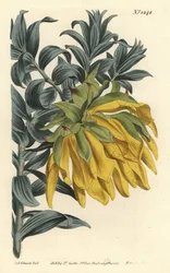 Narancssárga bólogatófejű vagy hegyi dália, Lipari splendens (Ruscus-leaved liparia, Lipari sphaerica). F. Sansom Jr. kézi színű rézmetszete Sydenham Edwards illusztrációja után a William Curtis Botanical Magazine-ból, T. Curtis, London