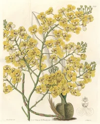Orchidea (Oncidium ampliatum), sárga virágokkal, Új-Zélandon őshonos – S. Watts Water forte Sarah Anne Drake (1803-1857) illusztrációjából, a Botanical Registerből