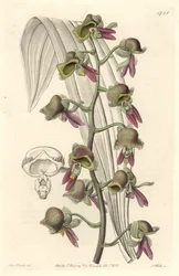 Catasetum orchidea, kétszínű virágok, Guyanában őshonos - Water forte S. Watts által Sarah Anne Drake (1803-1857) illusztrációjáról, a Botanical Registerből.