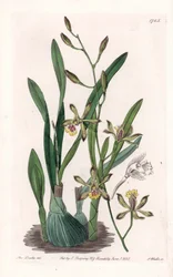 Orchidea: epidendre grele - S.Watts gravírozott tábla Sarah Anne Drake (1803-1857) illusztrációjából, a Sydenham Edwards (1768-1819) botanikai nyilvántartásából, Angliából