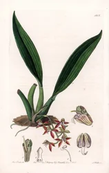Orchidea: makradénia fajtája, Guyanában őshonos – S. Watts által metszett lemez, Sarah Anne Drake (1803-1857) illusztrációjáról, Sydenham Edwards (1768-1819) botanikai nyilvántartásából, Angliából