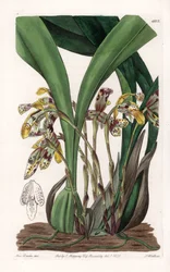 Orchidea: a maxillaria fajtája, Dél-Amerikában őshonos - S. Watts által gravírozott tábla Sarah Anne Drake (1803-1857) illusztrációja alapján, a Sydenham Edwards (1768-1819) botanikai nyilvántartásából, Angliából