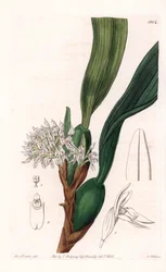 Orchidea: a maxillaria fajtája, Dél-Amerikában őshonos - S. Watts által gravírozott tábla Sarah Anne Drake (1803-1857) illusztrációjáról, a Sydenham Edwards (1768-1819) botanikai nyilvántartásából, Angliából