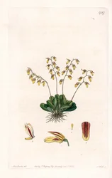 Orchidea: az epidendre változata - S. Watts által gravírozott lemez Sarah Anne Drake (1803-1857) illusztrációjáról, a Sydenham Edwards (1768-1819) botanikai nyilvántartásából, Anglia