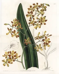 Orchidea: az epidendrum változata - S. Watts által gravírozott lemez, Sarah Anne Drake (1803-1857) illusztrációja alapján, a Sydenham Edwards (1768-1819) botanikai nyilvántartásából, Angliából