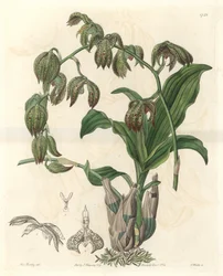 Orchidee Catasetum, Brazíliában őshonos – S. Watts Water forte Miss M. A. Huntley illusztrációjából, a Botanical Registerből