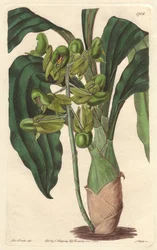 Orchidee Catasetum, Brazíliában őshonos – S. Watts Water forte Sarah Anne Drake (1803-1857) illusztrációjából, a botanikai nyilvántartásból