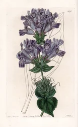 Penstemon Variete – S.Watts által gravírozott tábla Sarah Anne Drake (1803-1857) illusztrációjáról, Sydenham Edwards (1768-1819) botanikai nyilvántartásából, Angliából