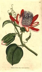 Perfumee grenadilla (vagy refresco maracuja) – (Szárnyas golgotavirág, Passiflora alata. Kézzel színezett rézmetszet James Sowerby botanikai illusztrációja nyomán, William Curtis Botanical Magazine-jából, Lambeth Marsh, London