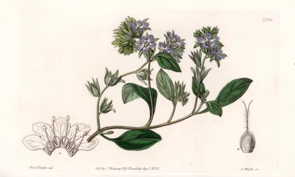 Phacelia, Kalifornia endémiája – S. Watts vésette, Sarah Anne Drake (1803-1857) illusztrációjából, a Sydenham Edwards (1768-1819) botanikai nyilvántartásából, Angliából