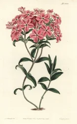 Phlox de la Caroline vagy Jaume Saint Hilaire – Fraser szőrös phloxa, Phlox amoena. F. Sansom Jr. kézi színű rézmetszete Sydenham Edwards illusztrációja után a William Curtis Botanical Magazine-ból, T. Curtis, London